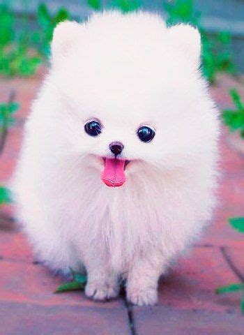 Puppies Cute Pink Teacup Pomeranian - Pets Lovers