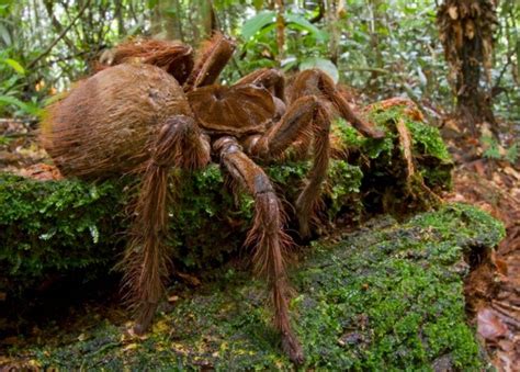 Птицеед-голиаф: описание, где обитает, чем питается