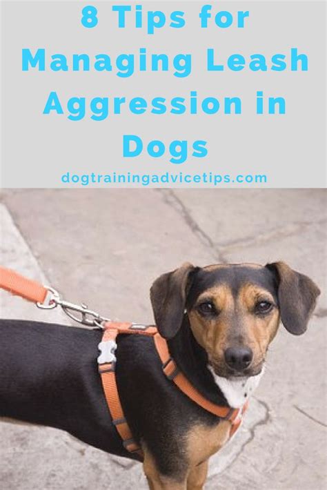 8 Tips For Managing Leash Aggression In Dogs With Images Leash