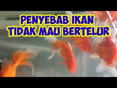 Ikan Tidak Mau Bertelur Ini Penyebabnya Youtube