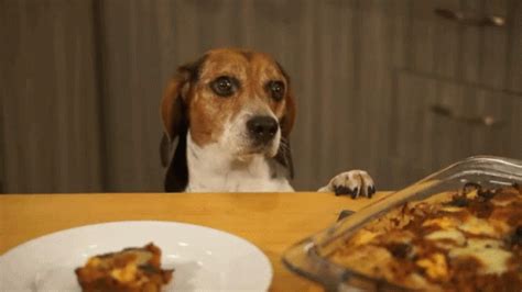 Hungry Dog GIF - Hungry Dog Beagle - Discover & Share GIFs