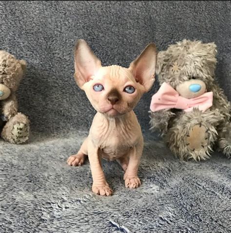 Sphynx Kittens For Sale Anthony Kittens Home