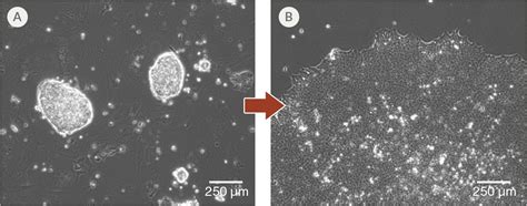 Rset Human Pluripotent Stem Cells