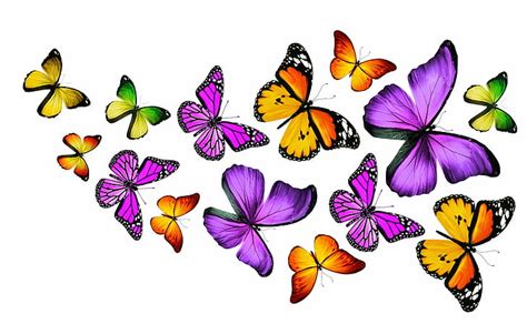 HD wallpaper: animals, bokeh, butterflies, butterfly, insects, white background | Wallpaper Flare