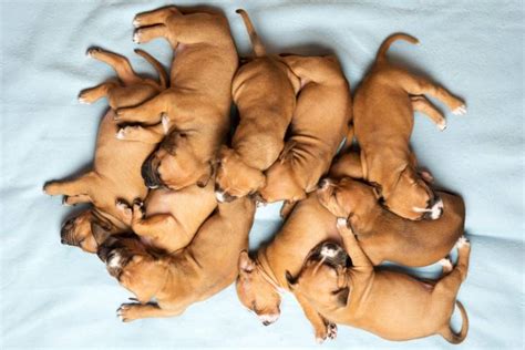 La Reproduction De L American Staffordshire Terrier Saillie