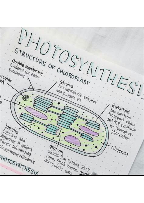 SOLUTION: Photosynthesis and it s steps with diagram - Studypool