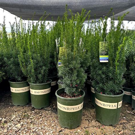 Hicks Yew | Monrovia | Privacy Yew Hedges and Shrubs en 2024