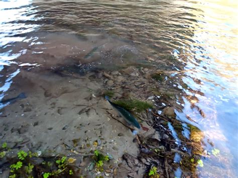 Coto intensivo de pesca de Anguciana Sociedad Riojalteña de Caza y Pesca