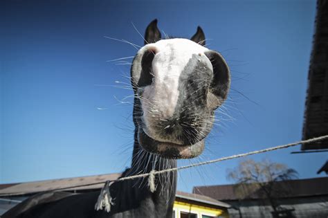 We Traveled The World And Took Funny Animal Mugshots Along The Way