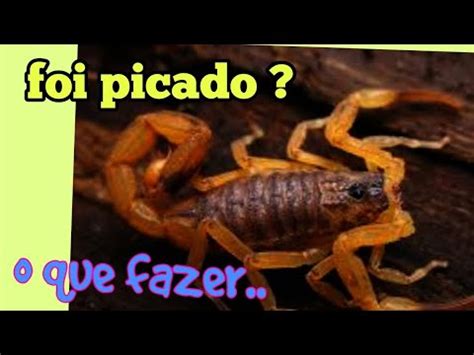 Picada de escorpião o que fazer YouTube