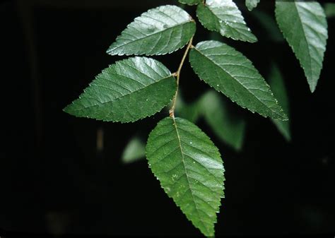 Planera Aquatica Ulmaceae