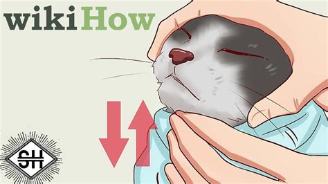 Wikihow Images Youtube