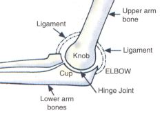 What Is A Joint Name Four Types Of Joints In The Human Body Draw A