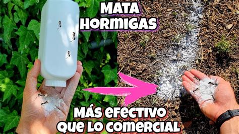 TODA HORMIGA Desaparece Con Este REMEDIO CASERO Para Plantas CASA Y