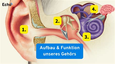 Wie funktioniert das Ohr Hörprozess in 4 Stufen erklärt Echo