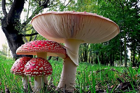 Amanita Muscaria Mushroom A Trippy Guide Doubleblind Mag