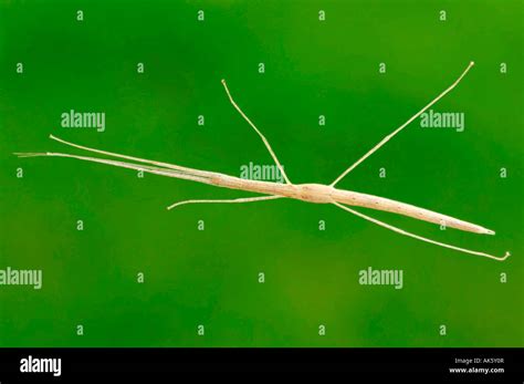 Pink Winged Stick Insect Stock Photo Alamy