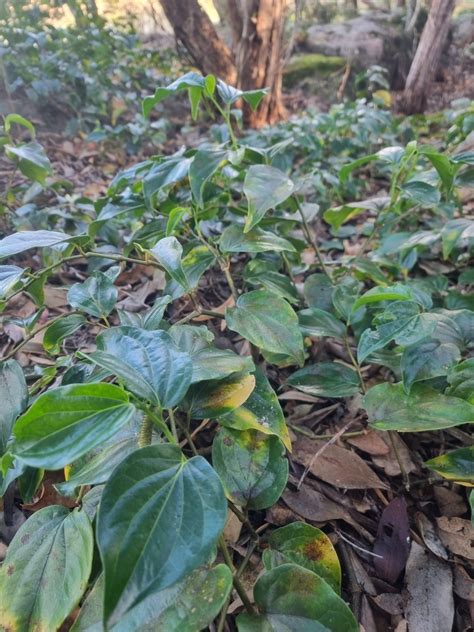 Australian Pepper Vine From Bangalee Nsw Australia On August