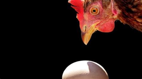 ¿qué Vino Primero El Huevo O La Gallina Científicos Australianos