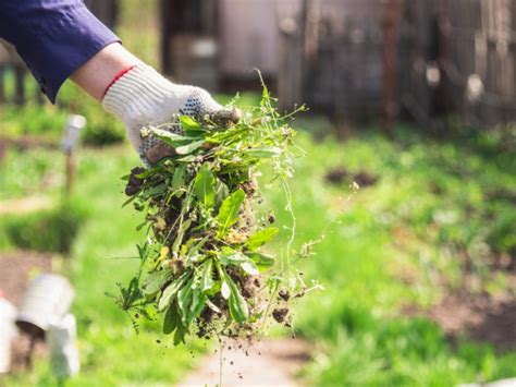 Unkraut Im Rasen Mit Hausmitteln Bek Mpfen Archzine Net