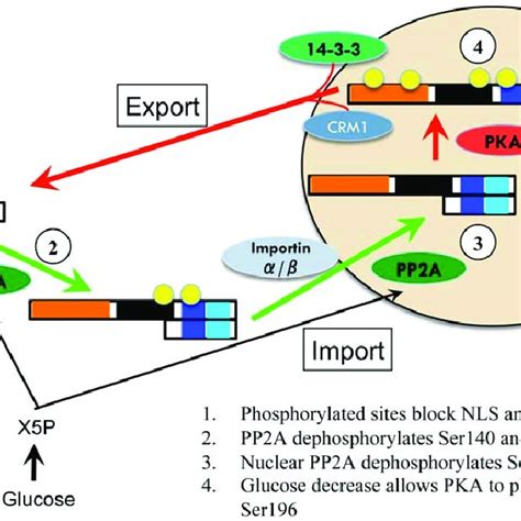 Phosphorylation Model Depicting Chrebp Response To Glucose Image