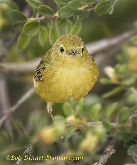 Yellow Warbler Bob Dinnel Flickr