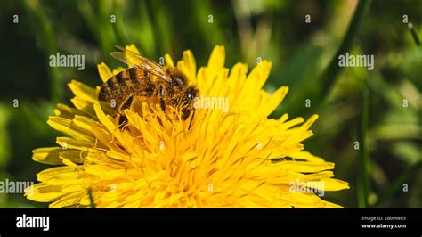 Honey Bee Covered With Yellow Pollen Collecting Nectar From Dandelion