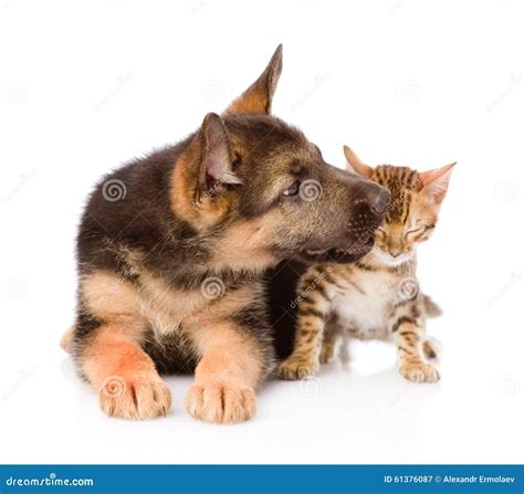 Cute Puppy Kisses Ittle Kitten. Isolated on White Background Stock Image - Image of domestic ...