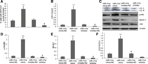 Effects Of MiR 193a On Beclin1 P Akt And LC3 II Levels And Autophagy