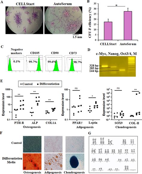 UCB MSC Characterization A The Morphology Of CFU Formed From Cells