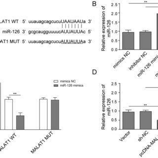 MiR 126 Activated PI3K Akt Pathway And Regulated The Proliferation And