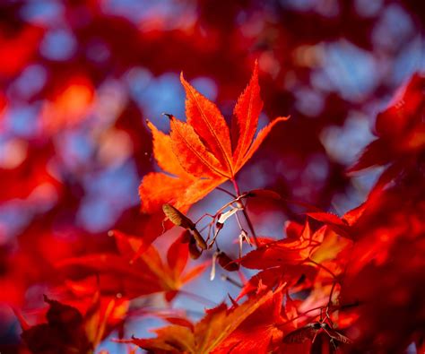 How to grow Japanese maples in pots: for striking trees | Homes and Gardens