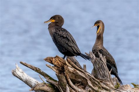 Double Crested Cormorant Northern Illinois Christopher Szafoni Flickr