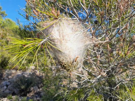 Nids De La Chenille Processionnaire Du Pin Thaumetopoea Pityocampa