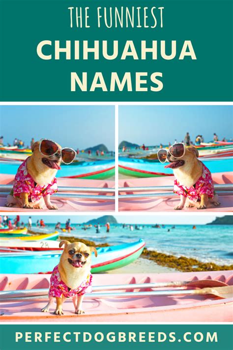 Funny Chihuahua Names | Chihuahua funny, Chihuahua names, Dog names