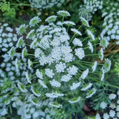 Ammi Majus False Queen Annes Lace Bee Kind Australia