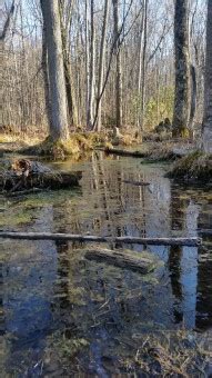 Free Images Tree Nature Forest Creek Leaf Lake Pond Stream