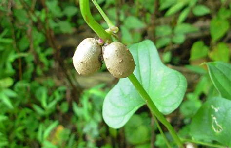 Dioscorea oppositifolia / Dioscorea opposita - Indian Yam, Chinese Yam ...