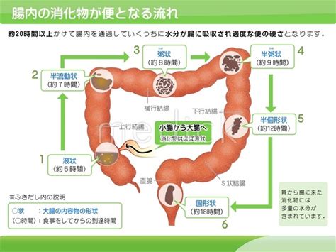 腸内の消化物が便となる流れの説明スライド 医療のイラスト・写真・動画、素材販売サイトのメディックmedick