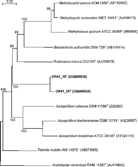 Phylogenetic Tree Based On 16s Rrna Gene Sequences Showing The