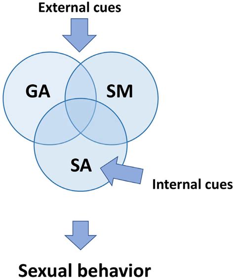 Frontiers Neurophysiology Of Male Sexual Arousal—behavioral Perspective