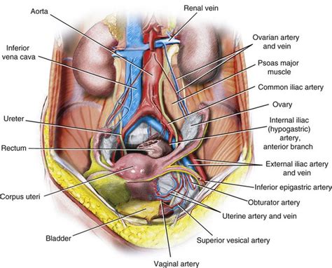 Pelvic Artery Anatomy - Anatomy Reading Source