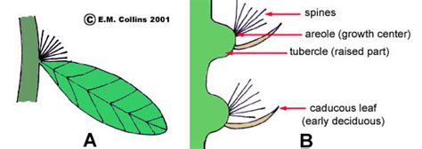 Vegetative Terminology Part 2