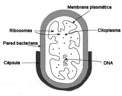 Dibujo De La Celula Procariota Para Colorear Imagui