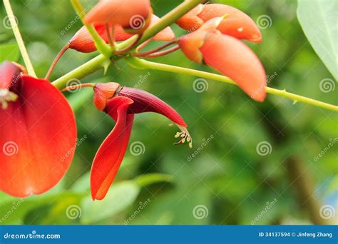 Red Flower Of Erythrina Crista-galli Royalty-Free Stock Photo ...