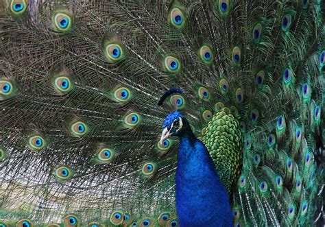 Peacock Beauty Photograph By Valia Bradshaw Fine Art America