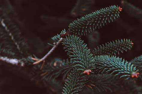 Nature Needle Snow Blur Smooth Branch Spruce Fir HD Phone