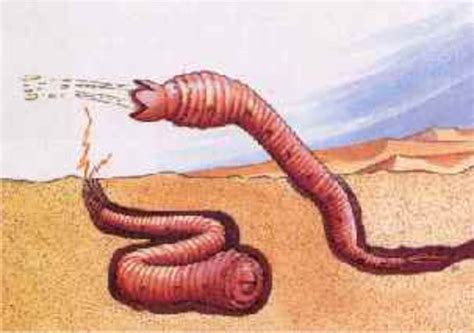 olgoi khorkhoi allergorhai horhai  mongolian death worm