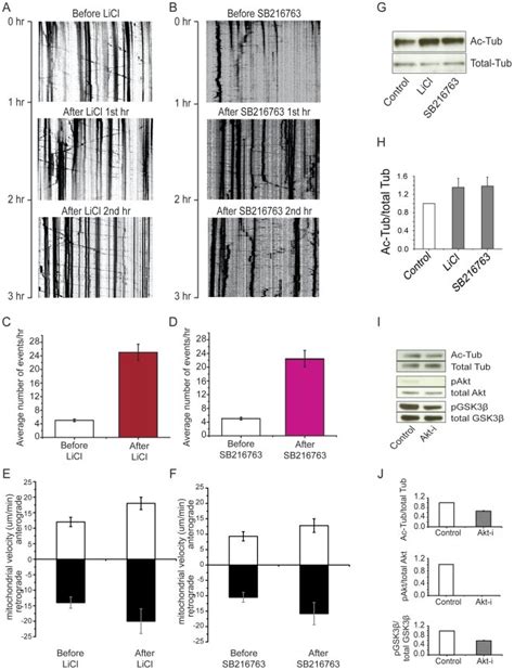 Inhibition Of Gsk3β By Licl Or Sb216763 Promotes Mitochondrial Movement