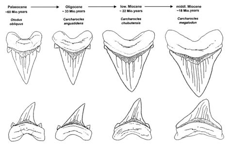 Megalodon Shark Evolution - Research and Science - by Lutz Andres ...